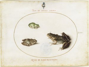 Frösche, Blatt LXIII von Joris Hoefnagel