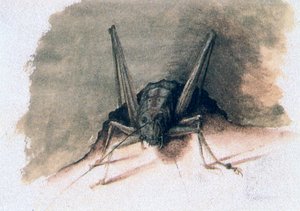Grünes Heupferd, 16. Jahrhundert