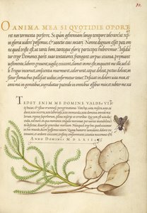Stubenfliege, Lavendelwatte und Silberblatt