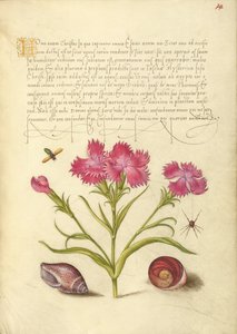 Insekt, Nelke, Spinne, Meeresmollusk und Auge von Santa Lucia