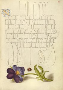 Marienkäfer und Europäisches Wildes Stiefmütterchen