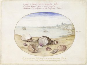 Muscheln und Ansicht von Cadix, Blatt LVIII
