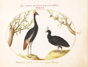 Tafel 10: Graukronenkranich und Helmhuhn