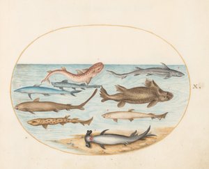Tafel 10: Neun Haie