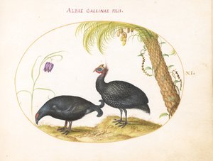 Tafel 11: Paar Perlhühner mit Palmenbaum und Fritillaria