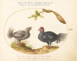 Tafel 13: Zwei lockige graue Hühner