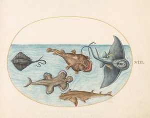 Tafel 13: Zwei Rochen, ein Anglerfisch, ein Seeteufel(?) und ein Engelhai