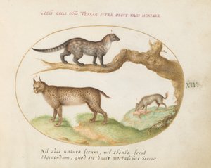 Tafel 14: Ein Zibet, ein Luchs und eine Hyäne von Joris Hoefnagel