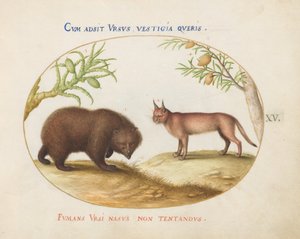 Tafel 15: Ein Bär und ein Luchs(?)