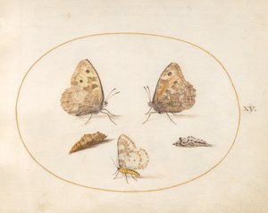 Tafel 15: Graubindiger Mohrenfalter, Magpie-Motte und zwei Puppen von Joris Hoefnagel