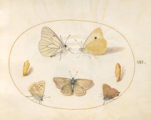 Tafel 16: Baumweißling, Postillon, Schwarzer Zipfelfalter(?) und Hufeisenklee-Bläuling(?) mit zwei Puppen von Joris Hoefnagel