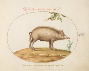 Tafel 18: Ein Schwein mit Eicheln von Joris Hoefnagel