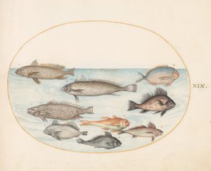 Tafel 19: Ein Riffbarsch und andere Fische, darunter zwei "Coracinis"