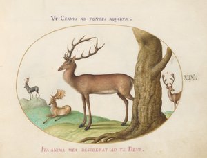 Tafel 19: Vier Arten von Hirschen
