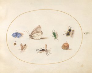 Tafel 19: Zwei Schmetterlinge mit fünf weiteren Insekten von Joris Hoefnagel
