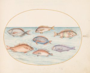 Teller 20: Meerbrasse, Dentex, Sargo und andere Fische