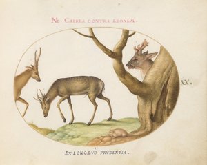 Tafel 20: Drei Arten von Hirschen mit einer Haselmaus(?) von Joris Hoefnagel