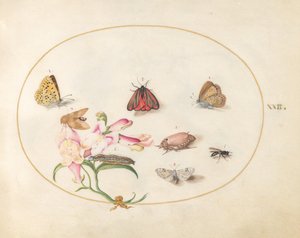 Tafel 22: Ein Zinnoberroter Falter und ein Maikäfer mit Schmetterlingen, anderen Insekten und einem Löwenmaul von Joris Hoefnagel
