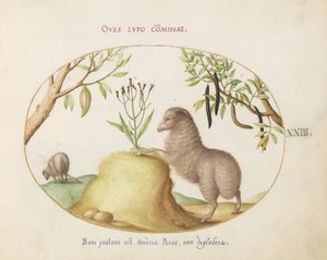 Teller 23: Ein Fettschwanzschaf, ein Schaf mit langem Schwanz, eine "Cassia purgatrix" und andere Pflanzen von Joris Hoefnagel