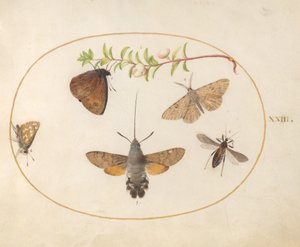 Tafel 23: Schwärmer, Schmetterlinge und andere Insekten um einen Schneebeerenzweig