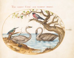 Tafel 24: Zwei Schwäne, ein Eisvogel und ein Gimpel von Joris Hoefnagel