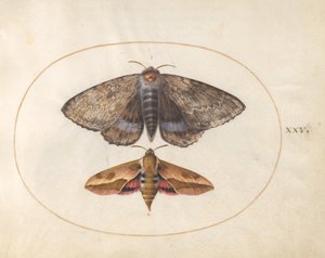 Tafel 25: Blauer Unterflügel und Wolfsmilchschwärmer von Joris Hoefnagel