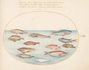 Tafel 25: Mittelmeer-Regenbogenlippfisch, andere Lippfische, ein Schwalbenschwanz-Meerbarsch (?), mehrere "Anthiae" und andere Fische von Joris Hoefnagel