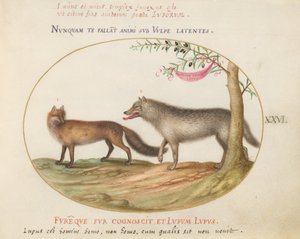 Tafel 26: Ein Rotfuchs und ein Wolf von Joris Hoefnagel
