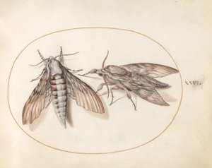 Tafel 26: Zwei Schwärmer von Joris Hoefnagel