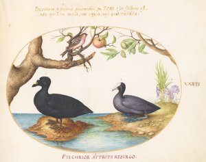 Tafel 27: Eine Ente (?), ein Blässhuhn und ein Rosenfink (?)