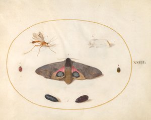 Zwei Motten, zwei Puppen und andere Insekten (Tafel 27) von Joris Hoefnagel