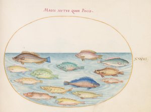Tafel 28: Meerbrasse(?) und andere Fische