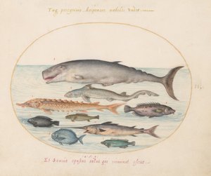Tafel 2: Pottwal, Stör, Hai und andere Fische von Joris Hoefnagel