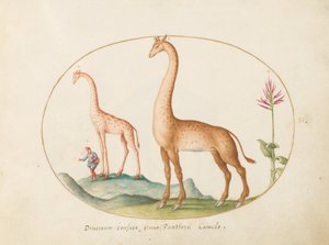 Tafel 2: Zwei Giraffen mit einem Begleiter von Joris Hoefnagel