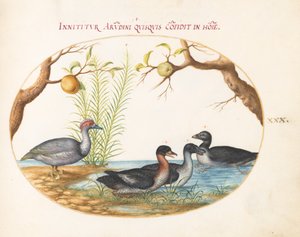 Tafel 30: Eine Moschusente (?), eine vierbeinige Ente und zwei andere Vögel