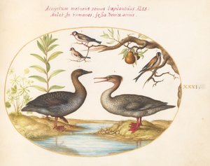 Tafel 31: Ente, Gänsesäger und drei Stieglitze