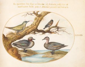Tafel 32: Eine Grünflügelente, ein junger Grünspecht und zwei andere Vögel