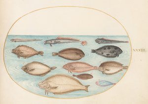 Tafel 33: Seezunge und andere Plattfische mit Bandfisch(?)