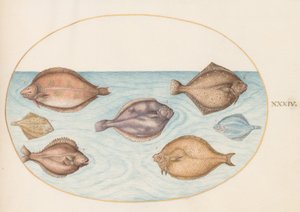 Tafel 34: Sieben Plattfische