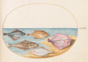 Unterseiten von Steinbutt(?) und anderen Plattfischen