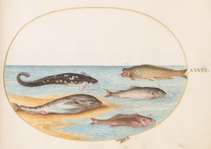 Tafel 36: Fünf Fische, darunter Karpfen(?)