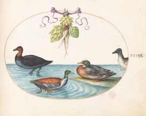 Tafel 36: Rothalstaucher, Löffelente und zwei andere Wasservögel mit Artischocken