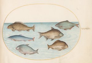Teller 37: Sechs Fische, darunter Karpfen