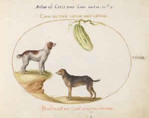 Tafel 37: Zwei Spaniels mit einem Kürbis von Joris Hoefnagel