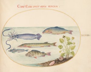 Tafel 39: Tintenfisch, Knurrhahn, Hecht und andere Fische