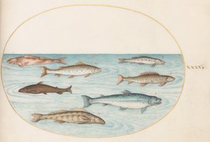 Tafel 40: Lachs, Forelle und Süßwasser(?) Fisch von Joris Hoefnagel