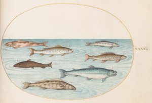 Tafel 40: Lachs, Forelle und Süßwasserfisch(?) von Joris Hoefnagel