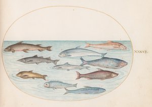Tafel 41: Maräne (?) und andere Fische von Joris Hoefnagel