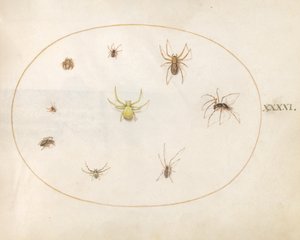 Tafel 41: Gelbe Spinne umgeben von acht Spinnen von Joris Hoefnagel