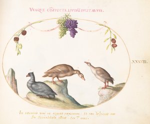 Tafel 42: Zwei graue Gänse mit einem dritten Vogel und hängenden Trauben von Joris Hoefnagel